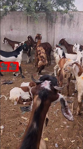 Dancing Goats Celebrating Life! #GoatsReels