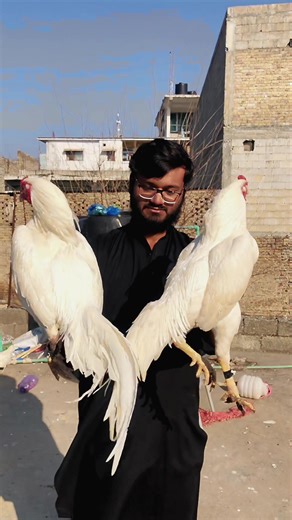 Beautiful White Roosters: A Stunning Presentation