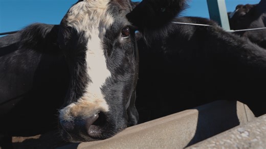 In celebration of October Beef Month in Alabama, Randy Moody was recently featured on SoulGrown Alabama. The North Alabama Cattle Farmer shared his passion for being a beef producer and 3rd generation farmer. Go behind the scenes at Little Mountain Farm and learn more about the importance of beef production in our state. (Sponsored by Alabama Cattlemen's Association) | Yellowhammer News