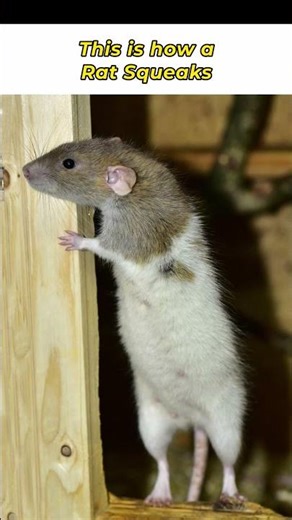 Rat Sound #animals #wildlife #shorts