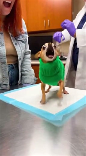 If dogs could talk… 😂