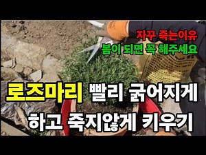 로즈마리 이렇게 안키우면 무조건 죽어요!(풍성하게 키우는방법) #로즈마리키우기 #로즈마리분갈이하기 #로즈마리풍성하게키우기 #로즈마리나무빨리굵어지게하기 #로즈마리빨리자라게하기