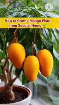 how to grow a mango plant from seed at home #ytshorts #viralshorts