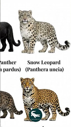 Snow Leopard 🐆❄️ The Ghost of the Mountains