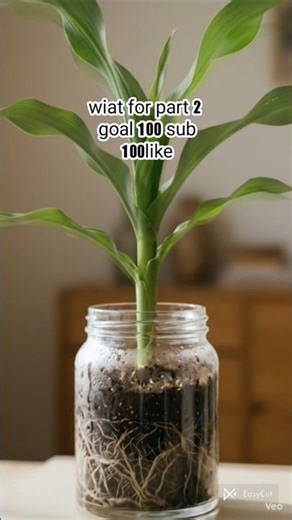 corn seed growing timelapse #plants