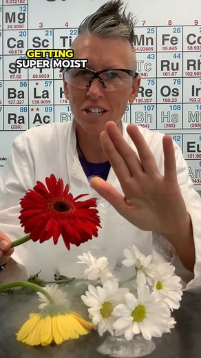 Crushing Flowers Dipped in Liquid Nitrogen #Chemistry When flowers are dipped in liquid nitrogen, the water inside their cells freezes almost instantaneously, forming sharp ice crystals that damage the cell walls. This rapid freezing causes the flowers to lose their flexibility and become extremely rigid and brittle. As a result, when the frozen flowers are touched or crushed, they shatter like glass. This demonstrates how extreme cold can dramatically alter the physical properties of biological