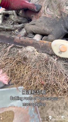 68K views · 582 reactions | 羅漢松切根 Cutting roots of Podocarpus macrophyllus #羅漢松培養 #大型盆栽 #PodocarpusBonsai #庭園日常 #GardenDaily #景觀管理 #晶鑽羅漢松 | 台灣滿峰園．盆栽網誌團(Bonsai.Taiwan) | Facebook
