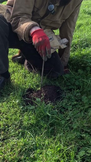 Mole probe: the tool to find the tunnel without tearing up your garden.