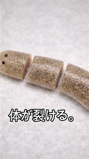 体が裂ける。｜プラナリア