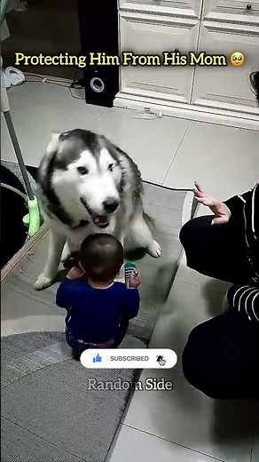 Other Animals arround human VS Dogs 🥺❤️😭 #husky #animals #love #cute