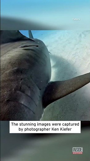 Shark Eats Camera #shorts