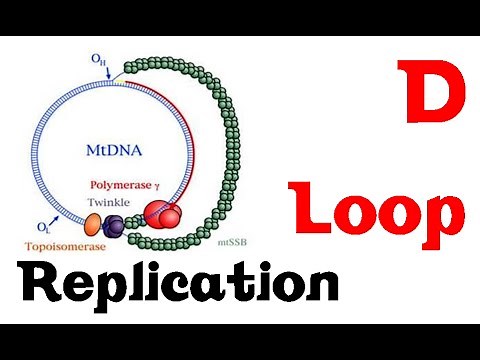 D loop replication