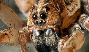 The world’s spider population could eat every human being in a year