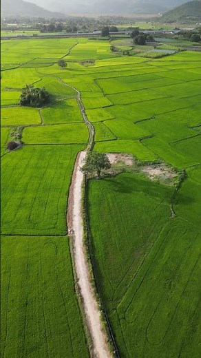 Village & Khet Aerial View | Beautiful Rural Landscape Drone Shot