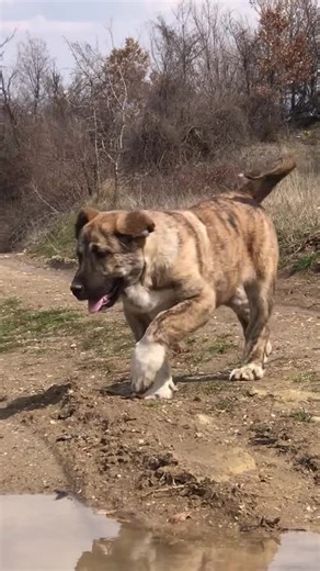 Mashallah: Volkodav Dog - Champion of the Wild