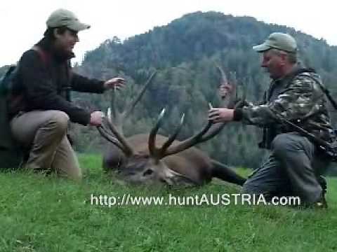 Hunting Red-Stag in Austria (Hirschjagd)