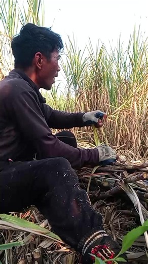 Pokok-e Wes Kadong Gelem Nggegem Mik ISO: Makna & Penjelasan