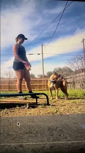 Dogs communicate with body language, this is one of the key concepts you must learn how to