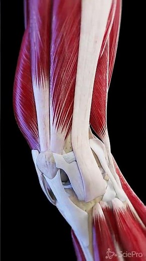 Muscles and ligaments of the moving knee joint #anatomy #meded #3dmodel