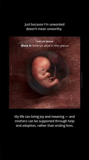 Week 6 Development | The Embryo Begins to Move