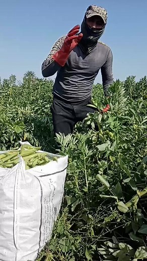 Harvesting Green Pods in a Field: Agricultural Process