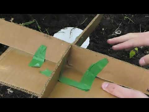 How to Build a Beetle Trap