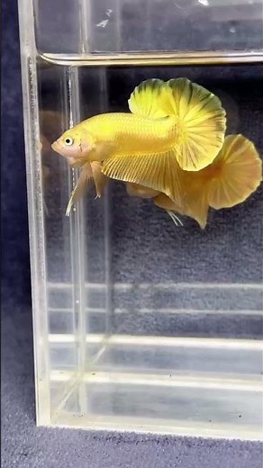 😱Golden Betta Fish | Stunning Gold Fighter Fish👑| Aquarium Beauty 🐠#viralvideo #aquariumfish #Shorts
