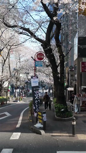 Dreaming in Pink... 🌸 Tokyo's magic in 2026.