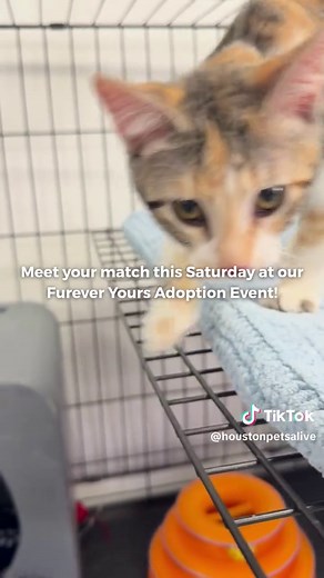 Adopt a Feline Friend at Houston Pets Alive!