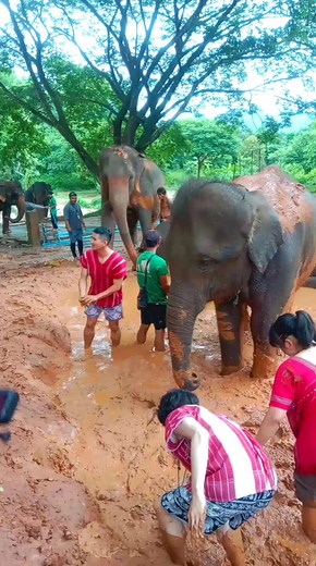 2.8K views · 51 reactions | Kerchor elephant mud spa | An Ye | Facebook