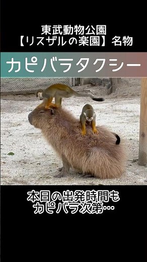 ちょ、お客様…💦#東武動物公園 #リスザルの楽園 #カピバラ #リスザル# #動物 #zoo #動物園