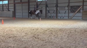 2016 GELDING BY LAZY LOPER Alvin is a lovely mover, handsome and stout. He’s a horse that could show all day. Settles in nicely and loves the scene. A quick study, started in HMS & Trail and would be a super DIY horse. Stands 15.3 and located in TN. For more information and video please visit https://www.whittingtonequine.com | Whittington Equine Marketing Group