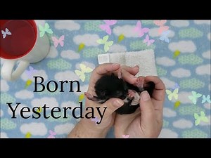 Newborn Kitten Bottle Feeding Tips And Suggestions Cute Baby Orphaned Kitten - The Ear Wiggle