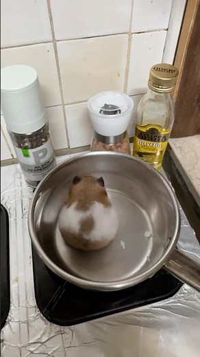 how to cook your hamsters 101 👩🏻‍🍳