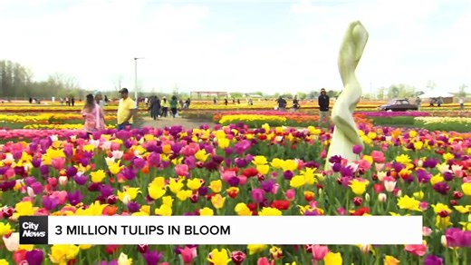Ontario's largest tulip farm is in full bloom