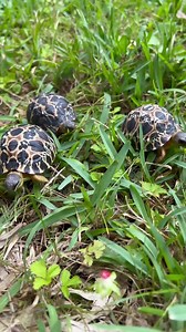 🐢 Get your pickles fix with Gherkin, Jalapeño, and Dill. | Houston Zoo