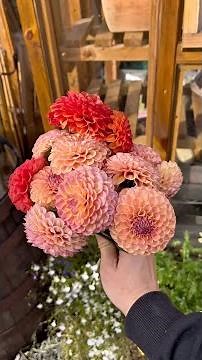 How to lift your dahlias so they last the winter 🌸