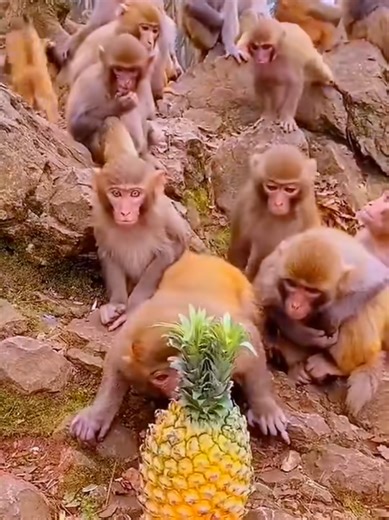 Funny Monkey's . #fyp #foryou #viralvideo #creatorsearchinsights #monkey @tiktok creators @Hilarious_115 @Hilarious_115 @Hilarious_115