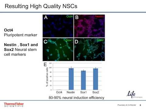 Rapid induction of neural stem cells without the need for EB formation