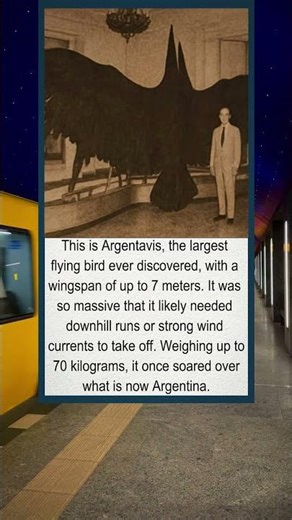 The Argentavis is a giant ancient bird from Argentina