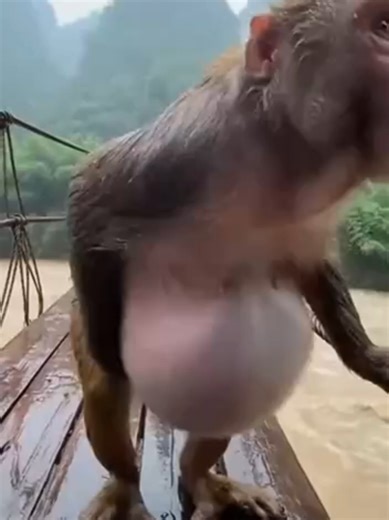 Explore the Magic of Monkeys in Nature ✨🐒