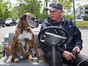 Egan: Doglegs left and right — pooches brighten mood at Ottawa golf course