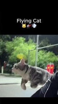 Flying Cat on a Moped – Turbo Ears Activated! 🐱💨