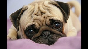 25 Pros and Cons of Owning a Pug