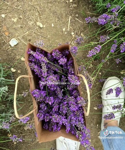 Purple Aesthetic Girlie Vibes | Coquette Colors Edit