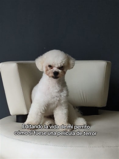 Editando la vida de mi perrito: terror y diversión