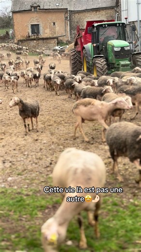 Exploring Agriculture: Cows and Sheep Life