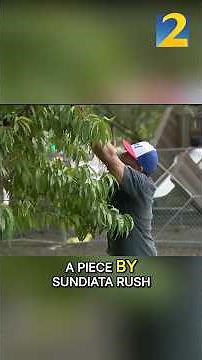 There are finally peach trees along Peachtree Street. Here’s where you can find them