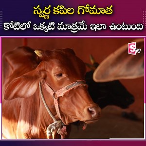 881K views · 10K reactions | స్వర్ణ కపిల గోమాత కోటిలో ఒక్కటి మాత్రమే ఇలా ఉంటుంది #Cows #Gomatha #Tradition #Culture #Rarespecies #Andhrapradesh #Telangana #SumanTV | Suman TV | Facebook