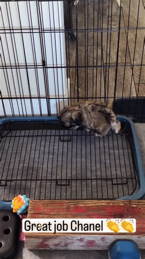 Potty training in progress… and crushing it 💥 Awesome job Chanel 👏👏👌❤️🐶 #shihtzuhauz #shihtzus #furbaby #dogsofinstagram #shihtzusofinstagram | Shih Tzu Hauz